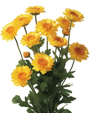 daisy