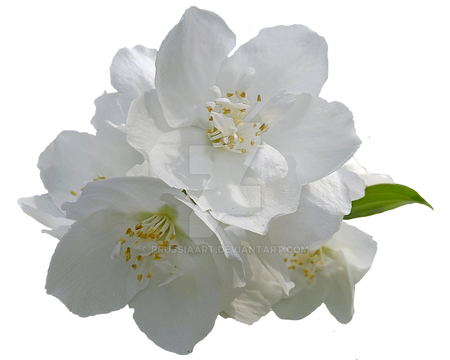 jasmine