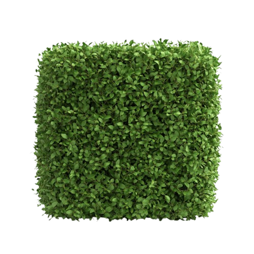 shrub