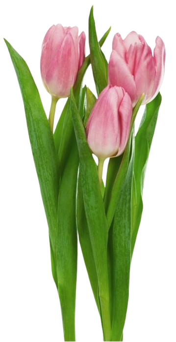 tulip
